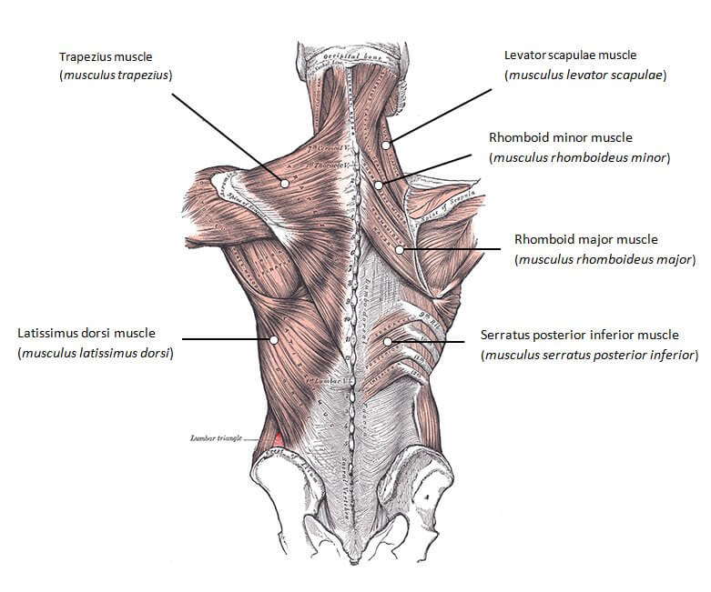 best-back-exercises