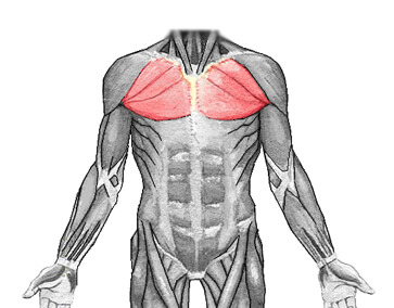 pectoralis-major