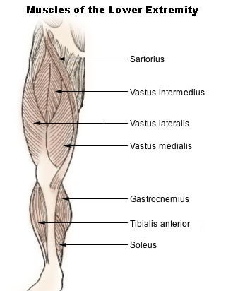 quadriceps-muscle